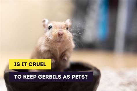 Is it cruel to keep mice as pets?
