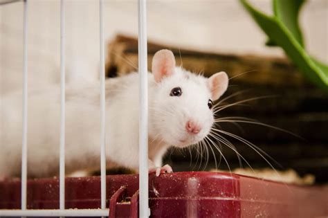 Is it cruel to keep rats as pets?
