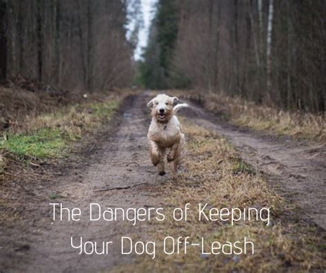 Is it cruel to never let a dog off lead?