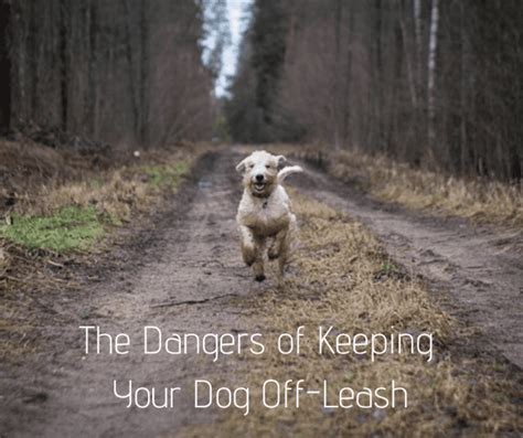 Is it cruel to not let dog off lead?