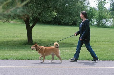 Is it cruel to not walk a dog every day?
