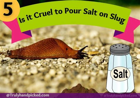 Is it cruel to salt slugs?