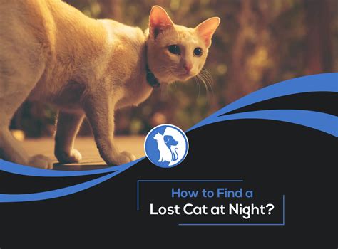Is it easier to find a lost cat at night?