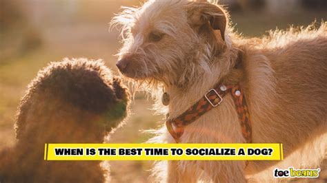 Is it ever too late to socialize a dog?