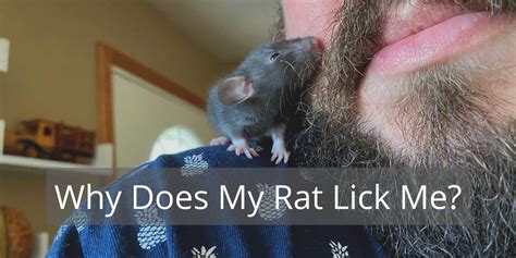 Is it good if a rat licks you?