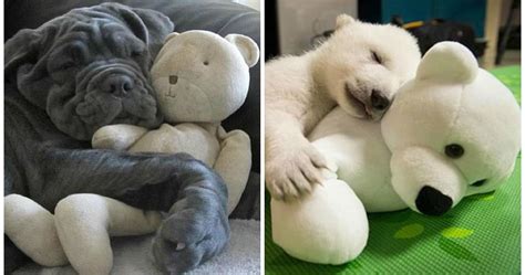 Is it good to cuddle with stuffed animals?