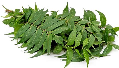 Is it good to eat raw neem leaves?