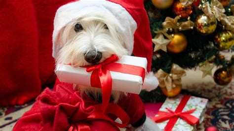 Is it good to get a dog for Christmas?