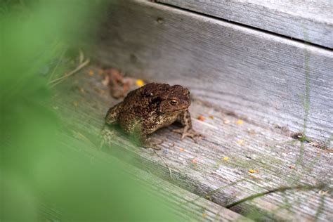 Is it good to have frogs around your house?