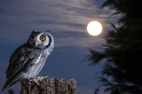 Is it good to see owl at night?