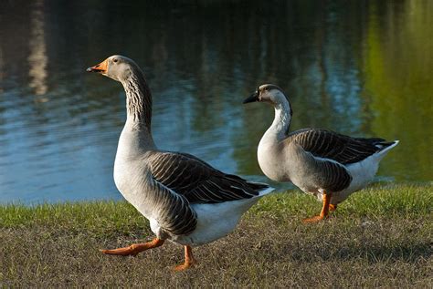 Is it goose stepping or goose stepping?