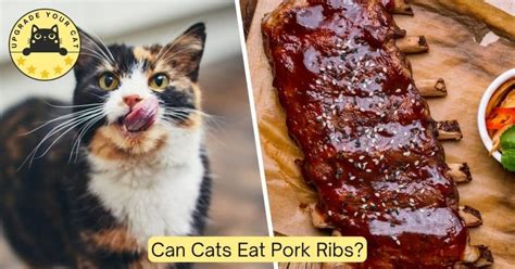 Is it haram to feed your cats pork?