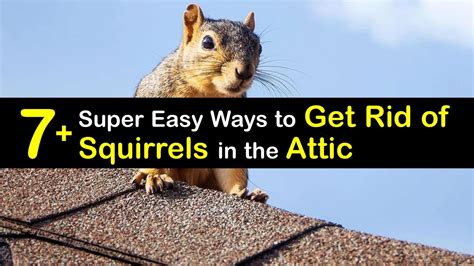Is it hard to get rid of squirrels?