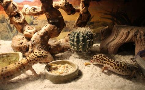 Is it hard to raise a leopard gecko?