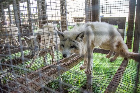 Is it illegal to feed foxes in Canada?