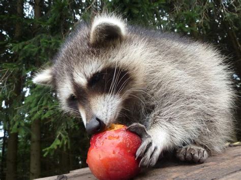 Is it illegal to feed raccoons in Canada?