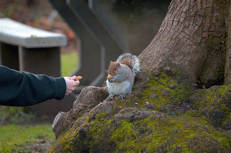 Is it illegal to feed squirrels in Canada?