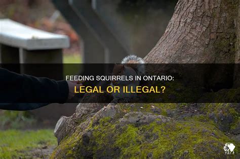 Is it illegal to feed squirrels in Ontario?