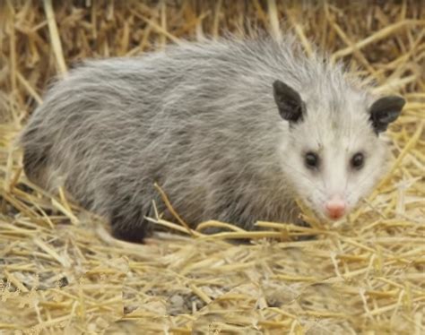 Is it illegal to own a possum in Ontario?