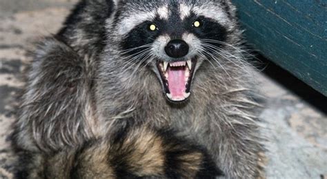 Is it illegal to own a raccoon in Canada?