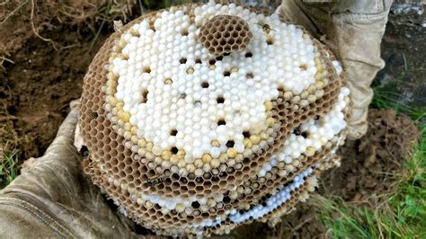 Is it illegal to remove a bees nest UK?