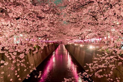 Is it illegal to take cherry blossoms in Japan?