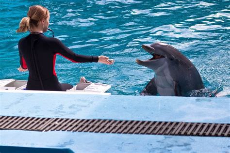 Is it illegal to try to talk to dolphins?