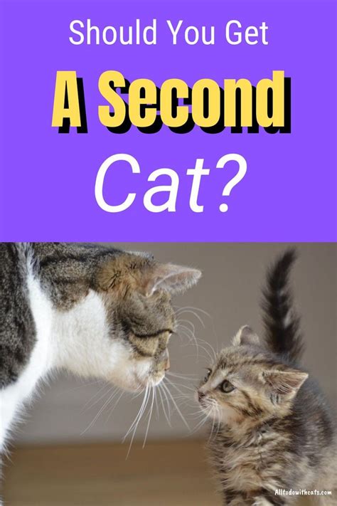 Is it necessary to get a second cat?