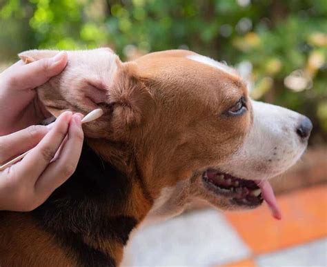 Is it necessary to pluck dogs ears?