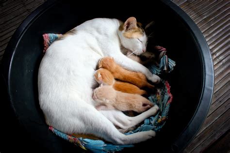 Is it normal for a cat to leave her newborn kittens?