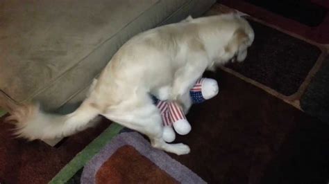 Is it normal for boys to hump stuffed animals?