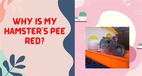 Is it normal for hamsters to pee red?