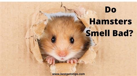 Is it normal for hamsters to smell bad?