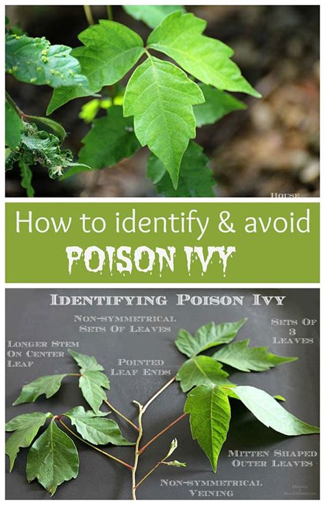 Is it normal for poison ivy to keep spreading?