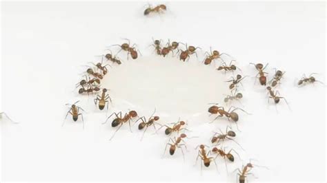 Is it normal for sperm to attract ants?