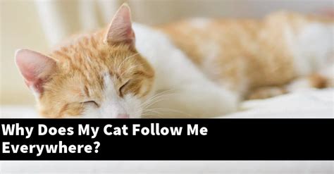 Is it normal for your cat to follow you everywhere?
