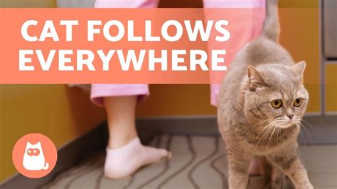 Is it normal for your cat to follow you everywhere?