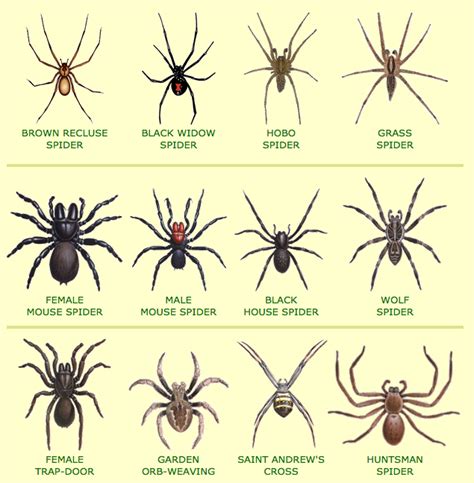 Is it normal to hate spiders?