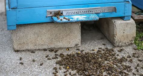 Is it normal to have dead bees outside the hive in winter?