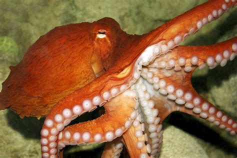 Is it octopuses or octopi?