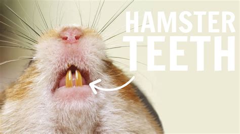 Is it okay to cut hamster teeth?