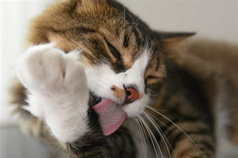 Is it okay to let your cat lick you?