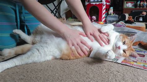 Is it okay to rub cats belly?