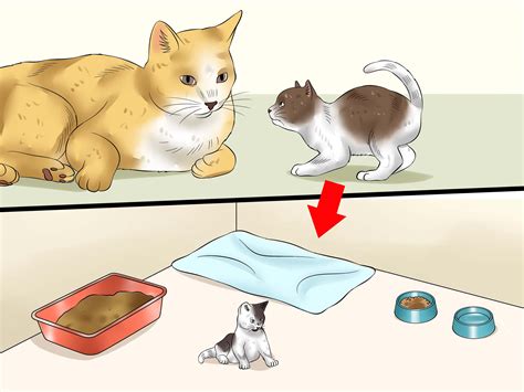 Is it okay to separate two cats?