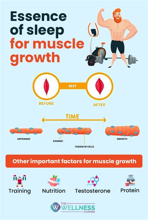 Is it okay to sleep 6 hours for muscle growth?