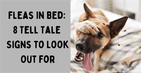 Is it okay to sleep in a bed with fleas?