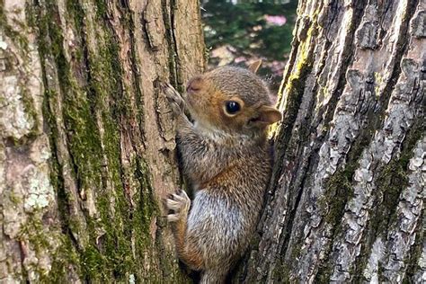 Is it okay to touch a baby squirrel?