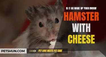 Is it okay to wake up your hamster?