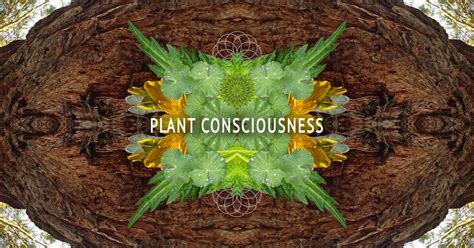Is it possible plants are conscious?