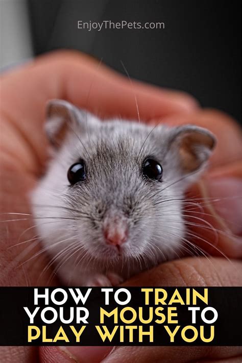Is it possible to Train a mouse?